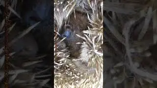 Indian hedgehog&nbsp;(Paraechinus micropus) #wildlife #nature #animals #hedgehog #viralvideo #jawai