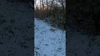 🦊 Fox in the morning! 🌄 #wildlifecam #fox #foxes #naturecam #wildlife_seekers #crittercam