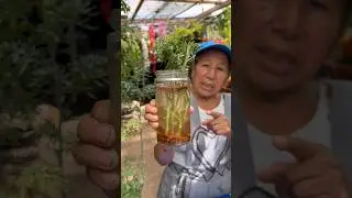 Como Reproducir La Planta de Ruda  en Casa #shorts #plantas
