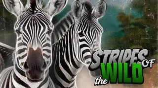 Stripes of the Wild: Unveiling the Zebra | #Zebras #Wildlife #AnimalFacts