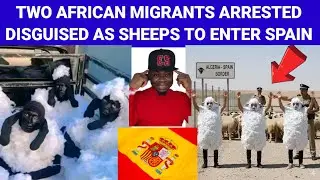 Trending! Spain Police Charge 3 Migrants For Impersonating Sheep At Border From Algeria 🇩🇿 😳