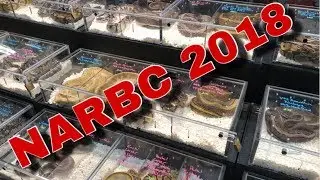 BEST REPTILE SHOW?? ARLINGTON NARBC 2018