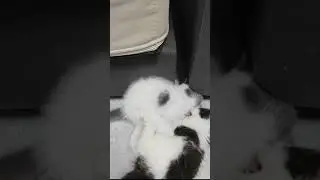 Kitten Playtime: Chase and Hide #6 🐾💥 #cute #kitten #kittenplaytime #adorablekittens