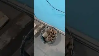 Зота тополь -м. Честный обзор