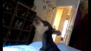 Paris the Minature Pinscher howling