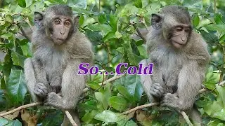 Cold season, Pity baby monkey so cold stay alone, Sitting poor with hugging arm