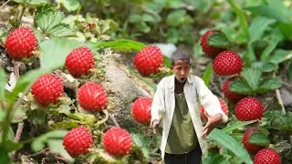 Hunting Wild Berries At Mountain Village Of Nepal