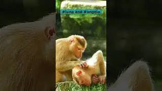 #lucie tries to play with #angela #monkey #monkeylove #monkeyvideo #monkeys #shortvideo