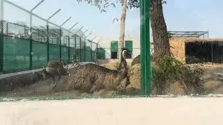 Wildlife at Jammu Zoo 🦒 | Peaceful & Educational Visit