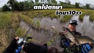 ตกไปตกมา จัดมา10แต้ม++ เก็บทุกไซส์.. เหยื่อหนูยางแคระ กบยางแร๊พเตอร์