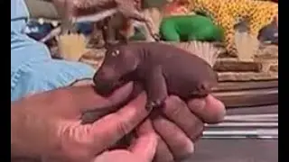 Лепёшка-бегемотик из глины &mdash; мастер-класс для начинающих.