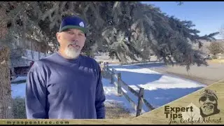 Aspen Tree Service Experts Tips : The Cooley spruce gall adelgid.