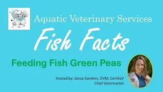 Fish Facts - Feeding Fish Green Peas