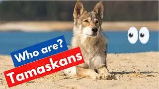 Tamaskan (Northern Inuit): A to Z Complete Guide on this Dog Breed