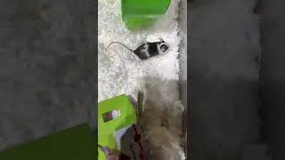Breeder mice exploring #mice #farm