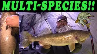 FIRST ICE - BIG BURBOT!!
