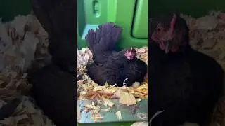 Моя злая наседка-серама🤦🏼&zwj;♀️