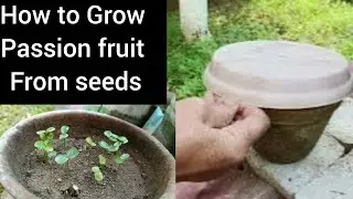 Grown for the first time🤔 grew well😂How to grow passion fruits plant from seeds! BOKARO GARDEN🌴