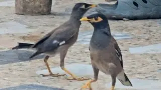 Baby Myna Sound | Mother Myna with baby Myna Sound | 
