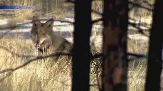 Conservationists worry Mexican grey wolves could be threatened by cuts to recovery programs