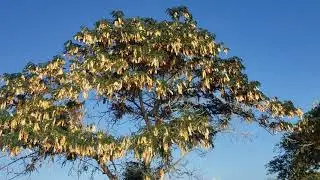 Womans Tongue Tree
