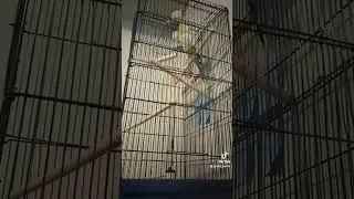 новый житель в доме 