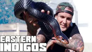My Eastern Indigo Snake is growing so FAST!! | Tyler Nolan