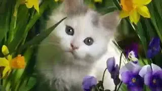 Смешной котик