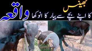 Buffalo and his child true love story | Must watch it | QaDir SheHzada