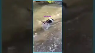 Dog Tries To Swim Against The Current 😂 | Wholesome Moments