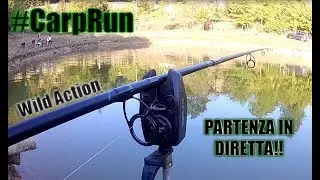 [CARPS RUN COMPILATION #1 ]- PARTENZE in DIRETTA!!- Carpfishing Laghi dell'Eden-