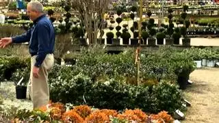 Adding Color to Your Garden
