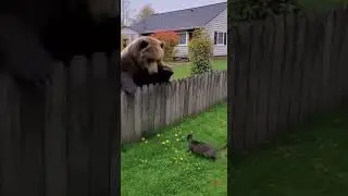 Bear vs Cat Who Wins This Backyard Showdown? #bear #cat