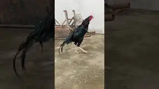 Hunter Aseel Rooster - Falcon Line