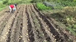 LA COSECHA DE LAS PATATAS