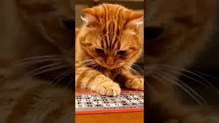 A cat is doing a crossword Scratch Ticket! #cat #crosswordscratchoff #viral #shorts