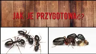 Jak przygotować mrówki na Wyjazd?-Długa pogadanka😉
