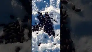 Fresh Moose Poop in Alaska #shorts #alaska