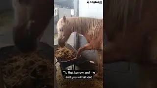 Stubborn Horse Kicks Over Wheelbarrow Despite Being Told Not To || Dogtooth Media