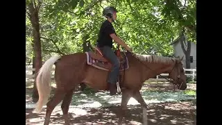 Preparing Your Unbroke Horse For The Trot, Mike Hughes, Auburn California