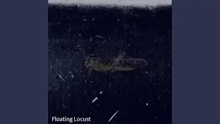 Floating Locust