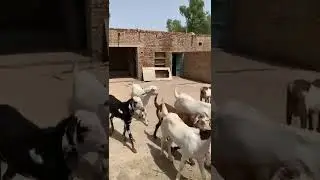 Bakra eid 2022 #shorts #ytshorts #bakraeid #goat