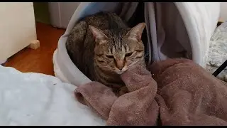 激しく動きすぎて力尽きてしまったトラ