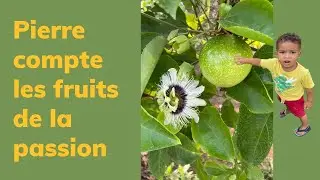 Learn French for Kids - Pierre compte les fruits de la passion - counting