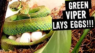 PHILIPPINE PIT VIPER (Parias flavomaculatus) LAYS EGGS!