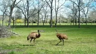 The Upper Coldstream Biodiversity Project