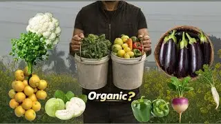 Tour of My Organic Vegetable & Guava Farm 🏡🚜 