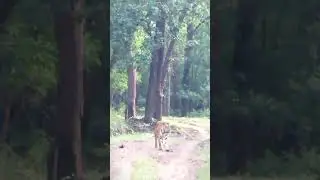 🔥 Kanha Tiger Close Encounter 😱 | Royal Bengal Tiger #Shorts