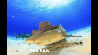Gaming Time!!! Shark Simulator!!! First time