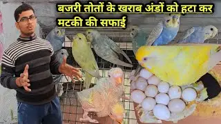 Red Eyes Budgies Breeding || Rainbow Budgies Breeding || Spangle Budgies Breeding Setup.